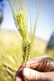 Click to watch Seeds of Freedom now.